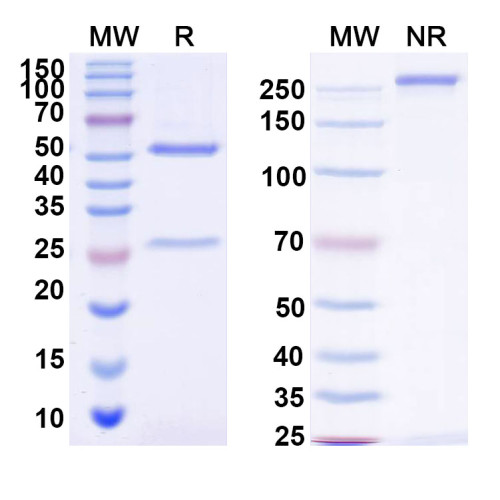 InVivoMAb Anti-Mouse CD152/CTLA4 Antibody (9H10) InVivoMAb Anti-Mouse CD152/CTLA4 Antibody (9H10)