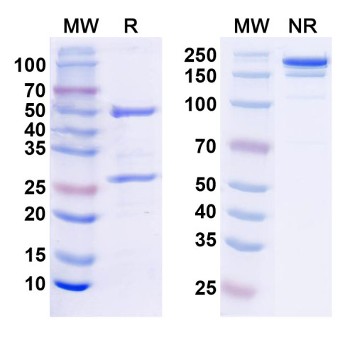 InVivoMAb Anti-Mouse CD152/CTLA4 (Iv0047) InVivoMAb Anti-Mouse CD152/CTLA4 (Iv0047)