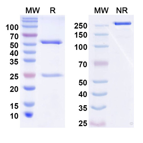InVivoMAb Anti-Mouse LAG3 & PD-1 Bispecific Antibody (Iv0273) InVivoMAb Anti-Mouse LAG3 & PD-1 Bispecific Antibody (Iv0273)