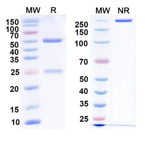 InVivoMAb Anti-Mouse MSLN/Mesothelin Antibody (Ab237) InVivoMAb Anti-Mouse MSLN/Mesothelin Antibody (Ab237)