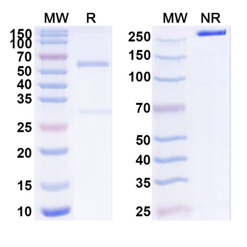 InVivoMAb Anti-Mouse PD-L1 & CD28 Bispecific Antibody (Iv0245) InVivoMAb Anti-Mouse PD-L1 & CD28 Bispecific Antibody (Iv0245)