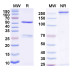 InVivoMAb Anti-Nipah virus/NiV G protein/Glycoprotein G Antibody (nAH1.3) InVivoMAb Anti-Nipah virus/NiV G protein/Glycoprotein G Antibody (nAH1.3)