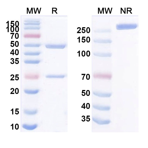 InVivoMAb Anti-Nipah virus/NiV Glycoprotein G Antibody (SAA2191)