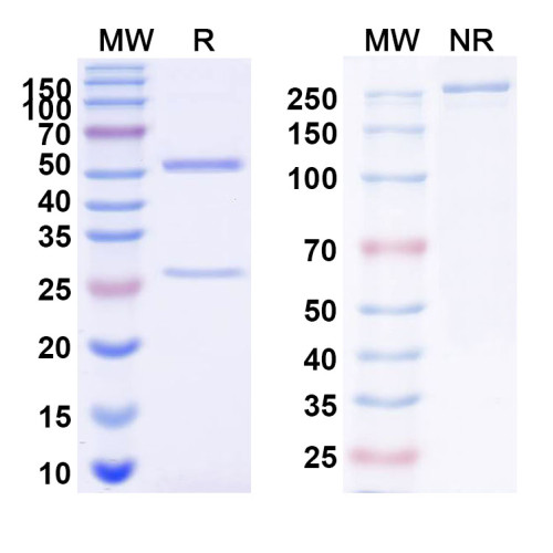 InVivoMAb Anti-Nipah virus/NiV Prefusion Antibody (4H3) InVivoMAb Anti-Nipah virus/NiV Prefusion Antibody (4H3)