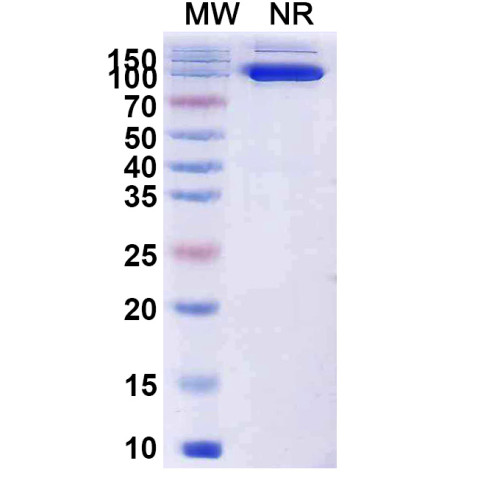 InVivoMAb Anti-Poliovirus Capsid protein VP1 (19B) InVivoMAb Anti-Poliovirus Capsid protein VP1 (19B)