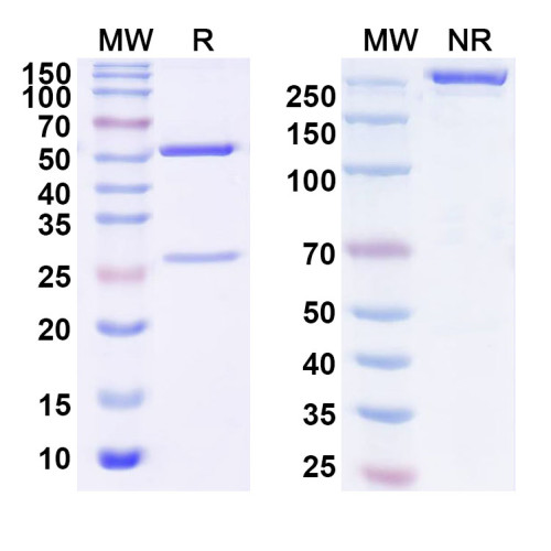 InVivoMAb Anti-SARS-CoV-2 RBD Antibody (PR961) InVivoMAb Anti-SARS-CoV-2 RBD Antibody (PR961)