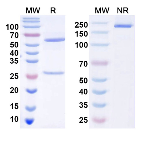 InVivoMAb Anti-SSEA4 Antibody (FG28/11)