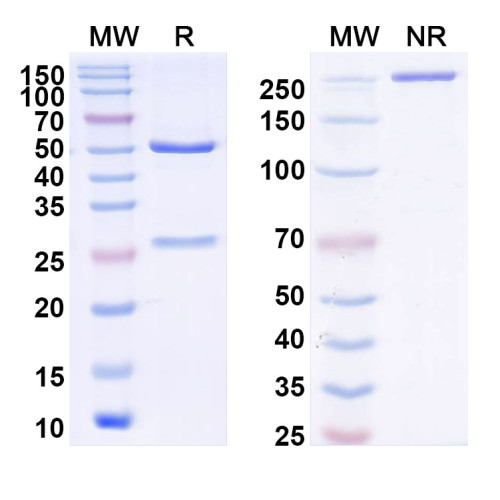 InVivoMAb Anti-VZV/HHV3 gB/Envelope glycoprotein B (Iv0043)
