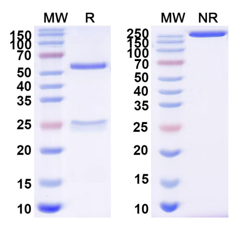 InVivoMAb Anti-ZEBOV GP/Envelope glycoprotein Antibody (6D8) InVivoMAb Anti-ZEBOV GP/Envelope glycoprotein Antibody (6D8)