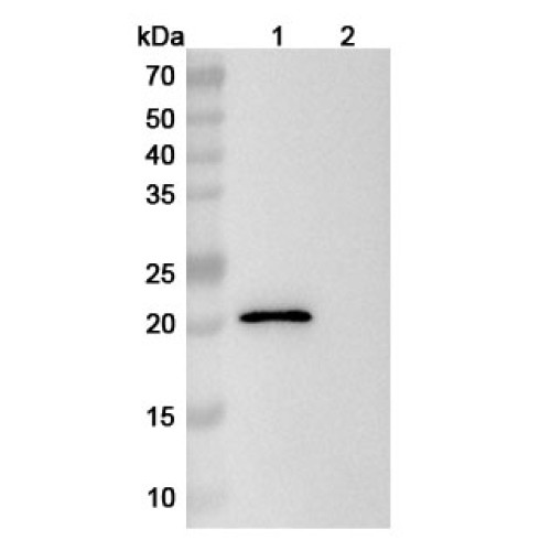 InVivoMAb Mouse Anti-Mouse CD16/CD32 (Iv0016) InVivoMAb Mouse Anti-Mouse CD16/CD32 (Iv0016)