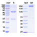Mouse Anti-Human BMP2 Antibody (Iv0058)