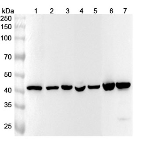 Anti-ACTB/β-actin/Beta Actin Antibody (SAA0339) Anti-ACTB/β-actin/Beta Actin Antibody (SAA0339)