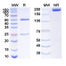 Anti-ACTB/β-actin/Beta Actin Antibody (SAA0339) Anti-ACTB/β-actin/Beta Actin Antibody (SAA0339)