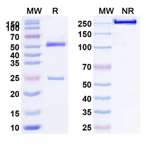 Anti-Canine Parvovirus/CPV Monoclonal Antibody (1A421) Anti-Canine Parvovirus/CPV Monoclonal Antibody (1A421)