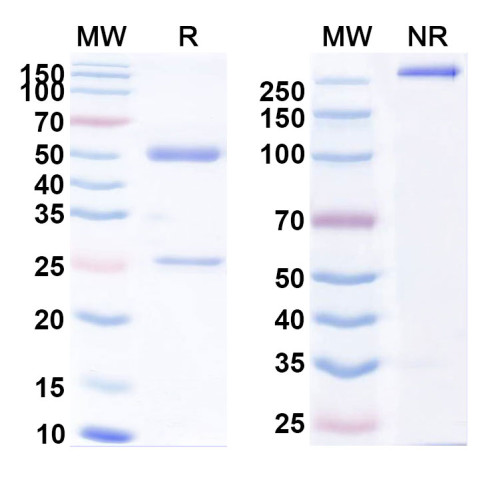 Anti-HBV HBcAg Monoclonal Antibody (1A244)