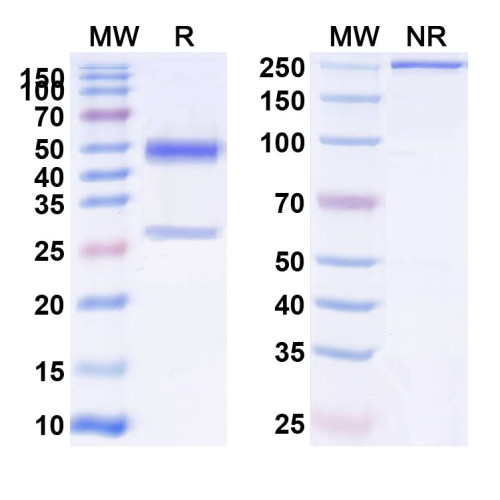 Anti-Human D-Dimer Monoclonal Antibody (1A351) Anti-Human D-Dimer Monoclonal Antibody (1A351)