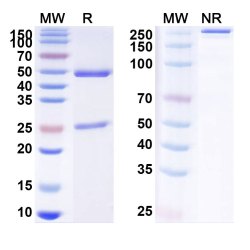 Anti-Human ENO2/NSE Monoclonal Antibody (1A303) Anti-Human ENO2/NSE Monoclonal Antibody (1A303)