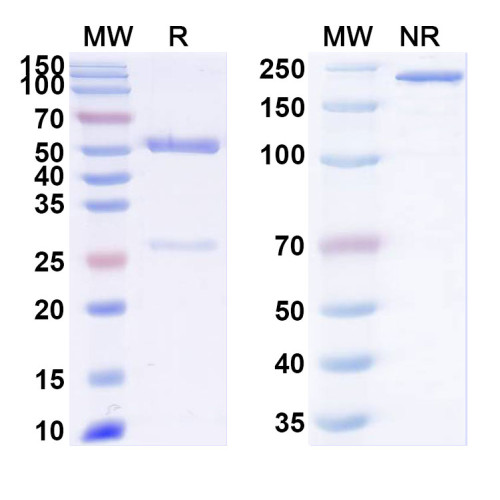 Anti-Human HE4 Monoclonal Antibody (1A286)