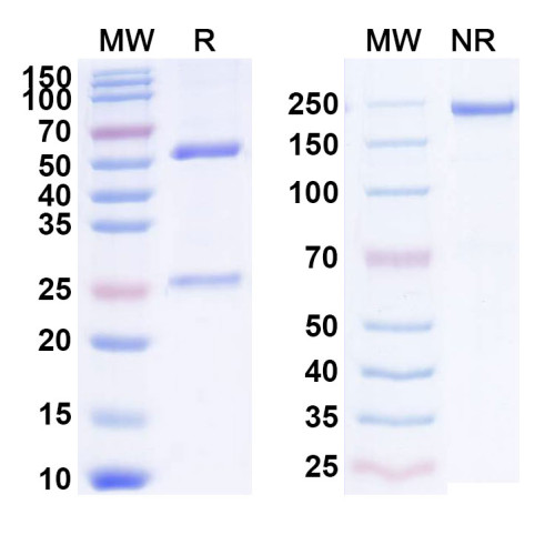 Anti-Human NT-ProBNP Monoclonal Antibody (1A345) Anti-Human NT-ProBNP Monoclonal Antibody (1A345)