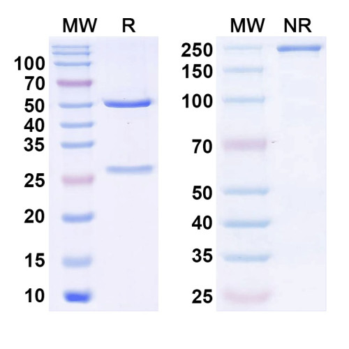 Anti-Human PRL Monoclonal Antibody (1A379) Anti-Human PRL Monoclonal Antibody (1A379)