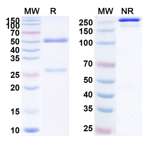 Anti-Human SAA Monoclonal Antibody (1A323) Anti-Human SAA Monoclonal Antibody (1A323)