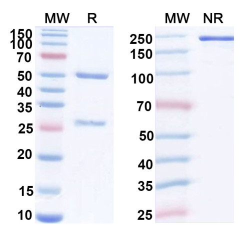 Anti-Human TSH Monoclonal Antibody (1A309)
