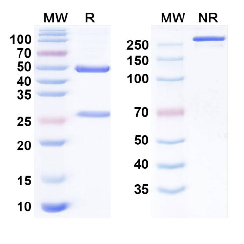 Anti-Influenza A virus/Flu-A Monoclonal Antibody (1A256) Anti-Influenza A virus/Flu-A Monoclonal Antibody (1A256)