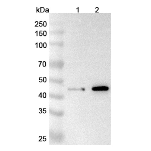 Anti-CFP Polyclonal Antibody Anti-CFP Polyclonal Antibody