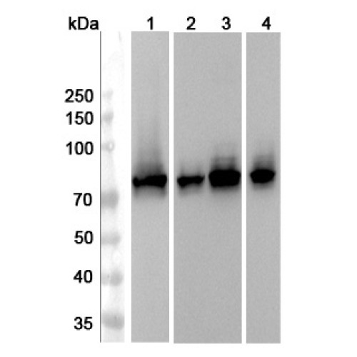 Anti-CRMP1 Polyclonal Antibody Anti-CRMP1 Polyclonal Antibody