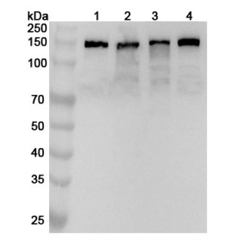 Anti-GM130/GOLGA2 Polyclonal Antibody