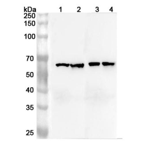 Anti-Human ARFGAP3 Polyclonal Antibody