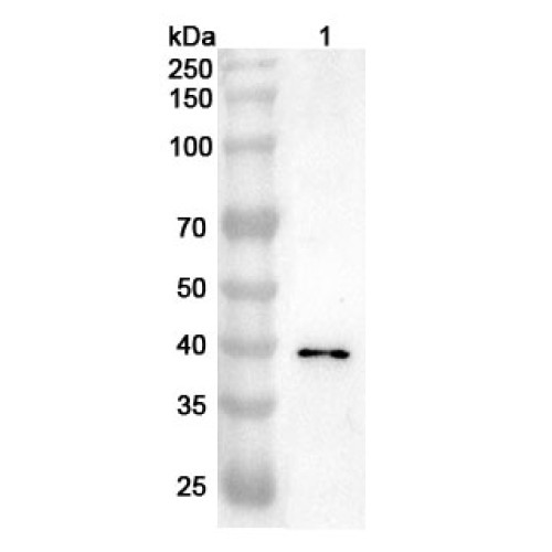 Anti-Human BUB3 Polyclonal Antibody Anti-Human BUB3 Polyclonal Antibody
