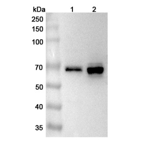 Anti-Human EIF2B4 Polyclonal Antibody