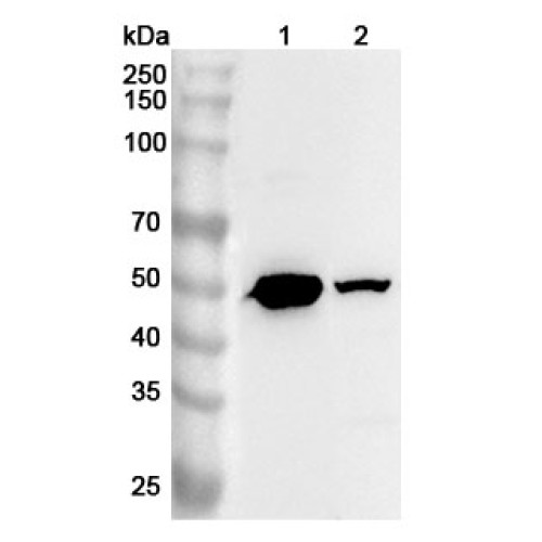 Anti-Human ESRRB Polyclonal Antibody Anti-Human ESRRB Polyclonal Antibody