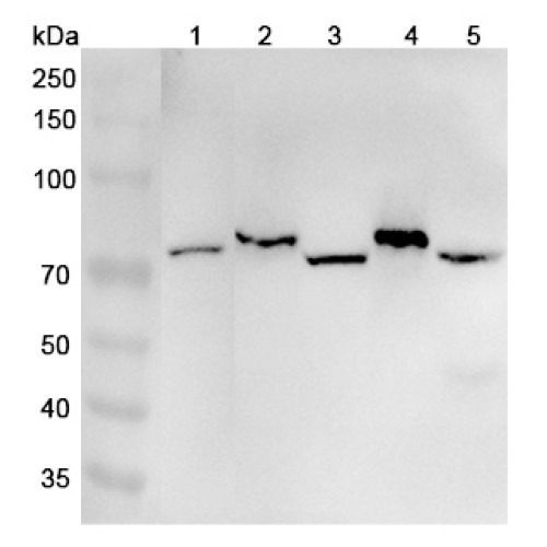 Anti-Human EXOC7 Polyclonal Antibody
