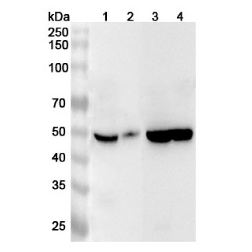 Anti-Human FAM20B Polyclonal Antibody