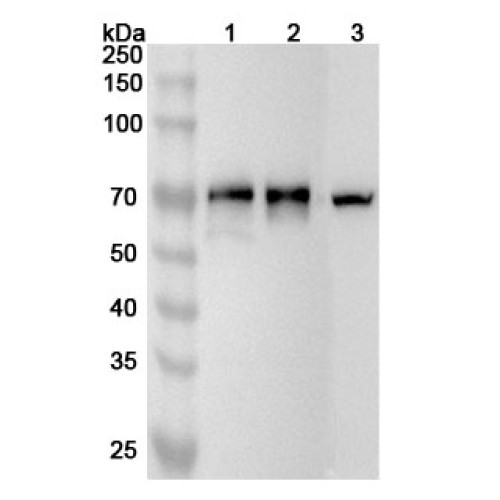 Anti-Human FKBP9 Polyclonal Antibody