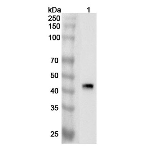 Anti-Human FSTL1 Polyclonal Antibody