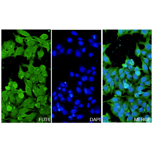Anti-Human FUT6 Polyclonal Antibody