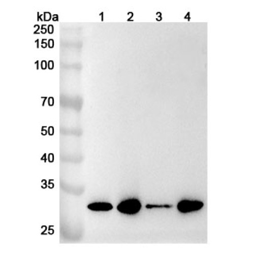 Anti-Human GTF2F2 Polyclonal Antibody
