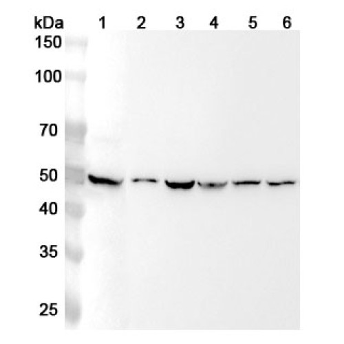 Anti-Human HAPLN1 Polyclonal Antibody Anti-Human HAPLN1 Polyclonal Antibody