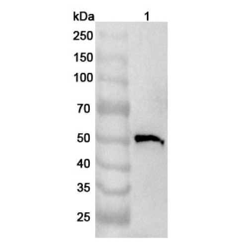 Anti-Human HEPACAM2 Polyclonal Antibody