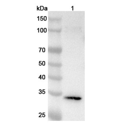 Anti-Human IGFBP1 Polyclonal Antibody Anti-Human IGFBP1 Polyclonal Antibody