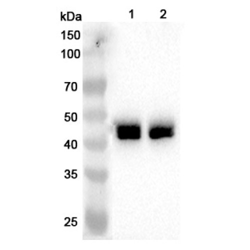 Anti-Human NDEL1 Polyclonal Antibody Anti-Human NDEL1 Polyclonal Antibody