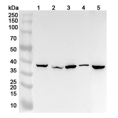 Anti-Human NFS1 Polyclonal Antibody