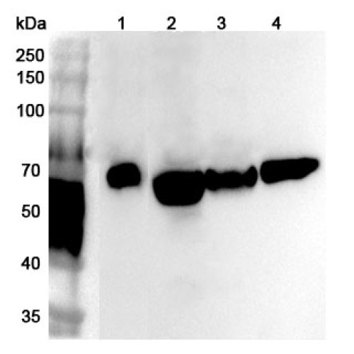 Anti-Human NR1D1 Polyclonal Antibody