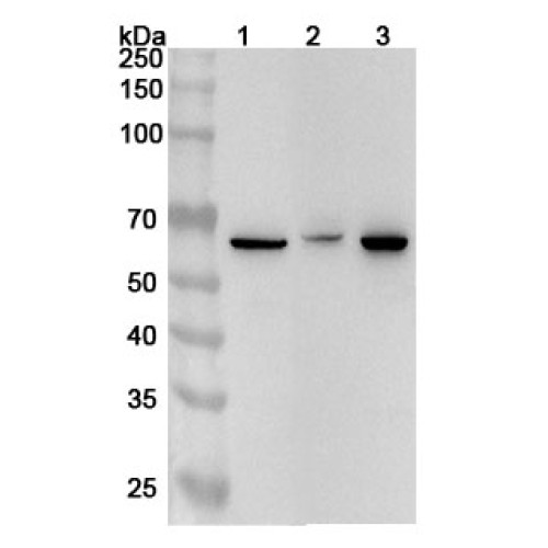 Anti-Human SALL4 Polyclonal Antibody Anti-Human SALL4 Polyclonal Antibody