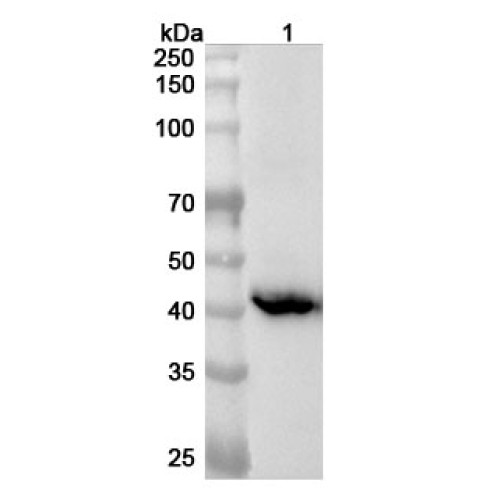 Anti-Human SUGCT Polyclonal Antibody Anti-Human SUGCT Polyclonal Antibody