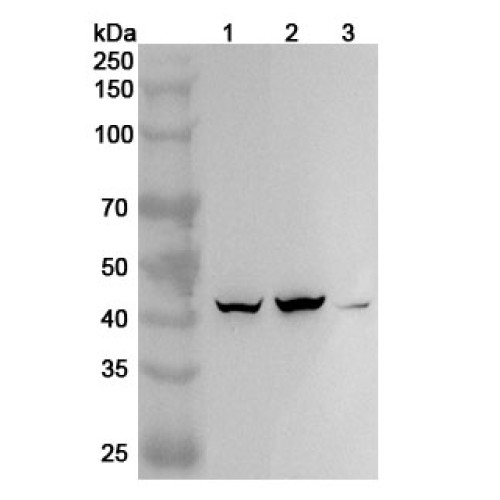 Anti-Human TBX19 Polyclonal Antibody
