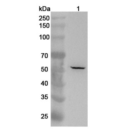 Anti-Human TRIM13 Polyclonal Antibody